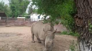 Носороги в зоопарке. Rhinoceros in the zoo