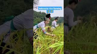 Indonesian Beautiful girls Rece Harvesting New Technique  #shorts #rice #framing