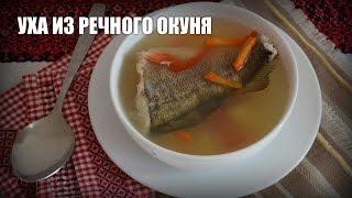 Уха из речного окуня — видео рецепт