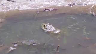 See how this frog moves, and preys on a fly.