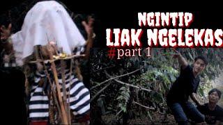 NGINTIP LIAK NGELEKAS 'PARODI BALI'