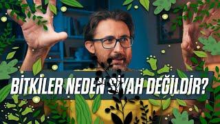 Bitkiler neden siyah değil, yeşildir?