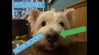 WESTIE DOG explores Pitlochry, Scottish Highlands ADVENTURE