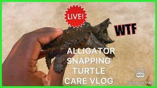 Care Vlog: ALLIGATOR SNAPPING TURTLE!!!
