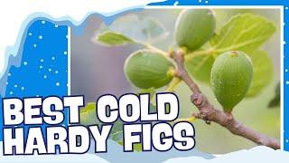 The SECRET to Figs in a COLD Climate! (These Varieties THRIVE & Produce Tons!)