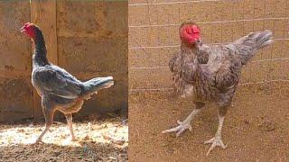 Female Breeder Sold out || slp farms  #hen #animals #birds #shorts #trendingshorts