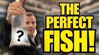 HUNTING FOR THE PERFECT FISH! - A Blackwater Aquarium Dream