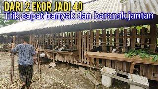 Triknya Berhasil, Padahal Modal 2 Ekor Kambing Kini Kandang 19 M Bisa Penuh