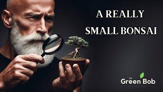 Creating a Tiny Mame Bonsai from a Crassula Ovata | Bonsai Art in Miniature. (Bonsai Diary) #92