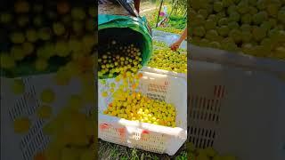 picking jujubes manually #shorts