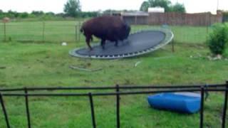 buffalo jumps on trampilene00370