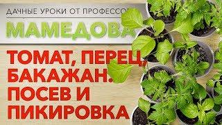 Дачные уроки профессора Мамедова: томат, перец, баклажан. Посев и пикировка