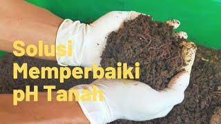 Membuat Vermikompos: Pupuk dengan Kandungan Unsur Hara Kompleks