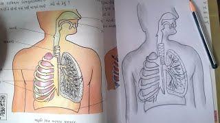 human respiratory system diagram drawing class 7 NCERT // मानव श्वसन तंत्र का चित्र