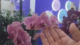 Крокус Экспо Выставка Flowers Expo г. Москва 10.09.2024 в 16:00 МК по орхидеям и Море подарков