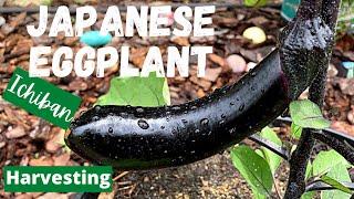 Eggplant: Japanese or Ichiban Variety/Gorgeous Fruit/WHEN TO HARVEST