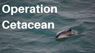 Operation Cetacean: Porpoise research and conservation - The 'Conservation Is' Podcast