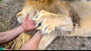 The LARGEST LION of Taigan! Photo session