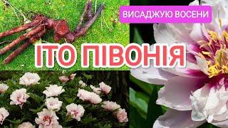 ІТО ПІВОНІЯ висаджую восени 5 листопада