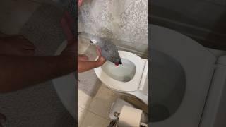 Proof you can potty train a parrot #africangrey #pottytraining #birds #learning #pets #parrot