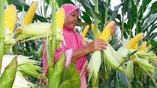 How to grow sweet corn from seed to harvest, so that it bears big and heavy fruit