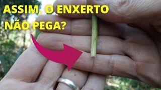 O ENXERTO NÃO PEGA SE NÃO FIZER ESSAS COISAS! Será mesmo? VEJA essas dicas de enxertias! #enxertos