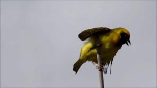 Southern Masked Weaver male singing