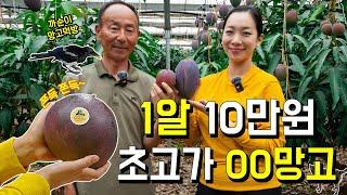 애플망고도 겸손하게 하는 ○○망고 [미식코리아EP.17-2 함안 애플망고]