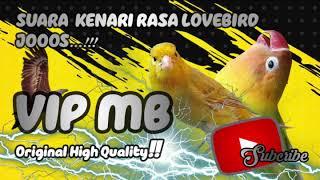 Suara Kenari Isian Lovebird Cocok Buat Masteran!!!