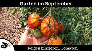 Garten im September | Feigen, Schädlinge, pinzieren, Fruchtreife, Tomaten