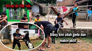 AKSI SIBOY BISA BIKIN NAIK MOOD KALIAN‼️#viral #lucungakak