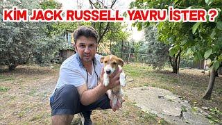 Jack Russell Çetesine Bit Pire Operasyonu Düzenledik Son Aşılarını Yaptırıyoruz