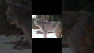 Silent Stalker: The Lynx's Effortless Glide #yukonwildlife