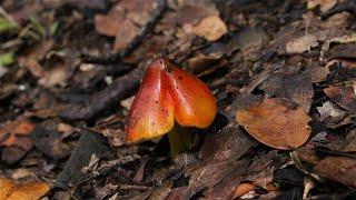 Fungi and Lichens form Tenerife- Canary Islands