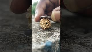 How to check original Rudraksha using 2 coins ||