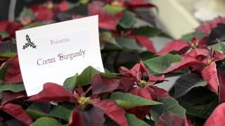 Poinsettia Varieties at Patuxent