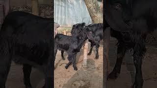 Lots of two goats they do very beautiful surprising shoots which we enjoy2023 Episode :181