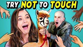 Try Not To Touch Challenge (ft. an Alpaca & YouTube Stars!)