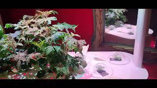 Coltivazione indoor Smart Garden 9 Pro della Click & Grow