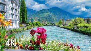 The Magnificent Blooms Of Spring In Interlaken, The City Between Two Lakes  Switzerland 4K