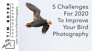 5 Challenges to Improve Your Bird Photography In 2020