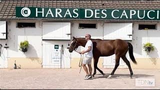 First Yearlings for Arqana-Grad Sottsass on the Market in Deauville