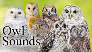 The Best Owl Sounds- Different Types of North American Owls and Their Sounds