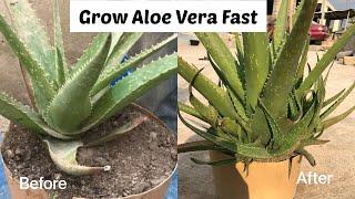 How to Care for Aloe Vera |Win pini Farmlife