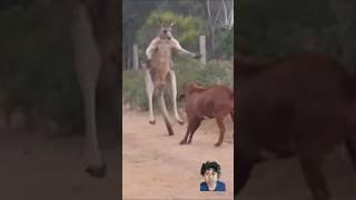 KANGGURU VS KAMBING SIAPA YANG MENANG??#kangaroo #goat #animals #animalsfighting