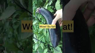 Asmr  Harvest Japanese Eggplant  Satisfying #shorts