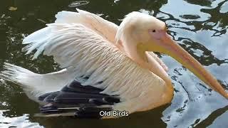 pelican facts #factbox #fascinatingfacts #please_subscribe_my_channel