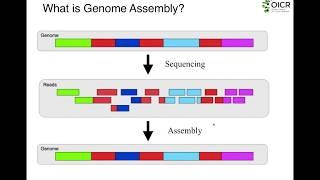 The Fundamentals of Genome Assembly