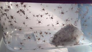 Huntsman Spider Eggs Hatching