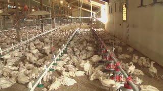 Avian flu detected on Oahu for the first time ever